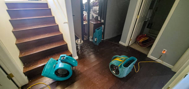 Best Mold removal after water damage  in Middle Island, NY